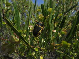 Image of Dodonaea viscosa subsp. viscosa