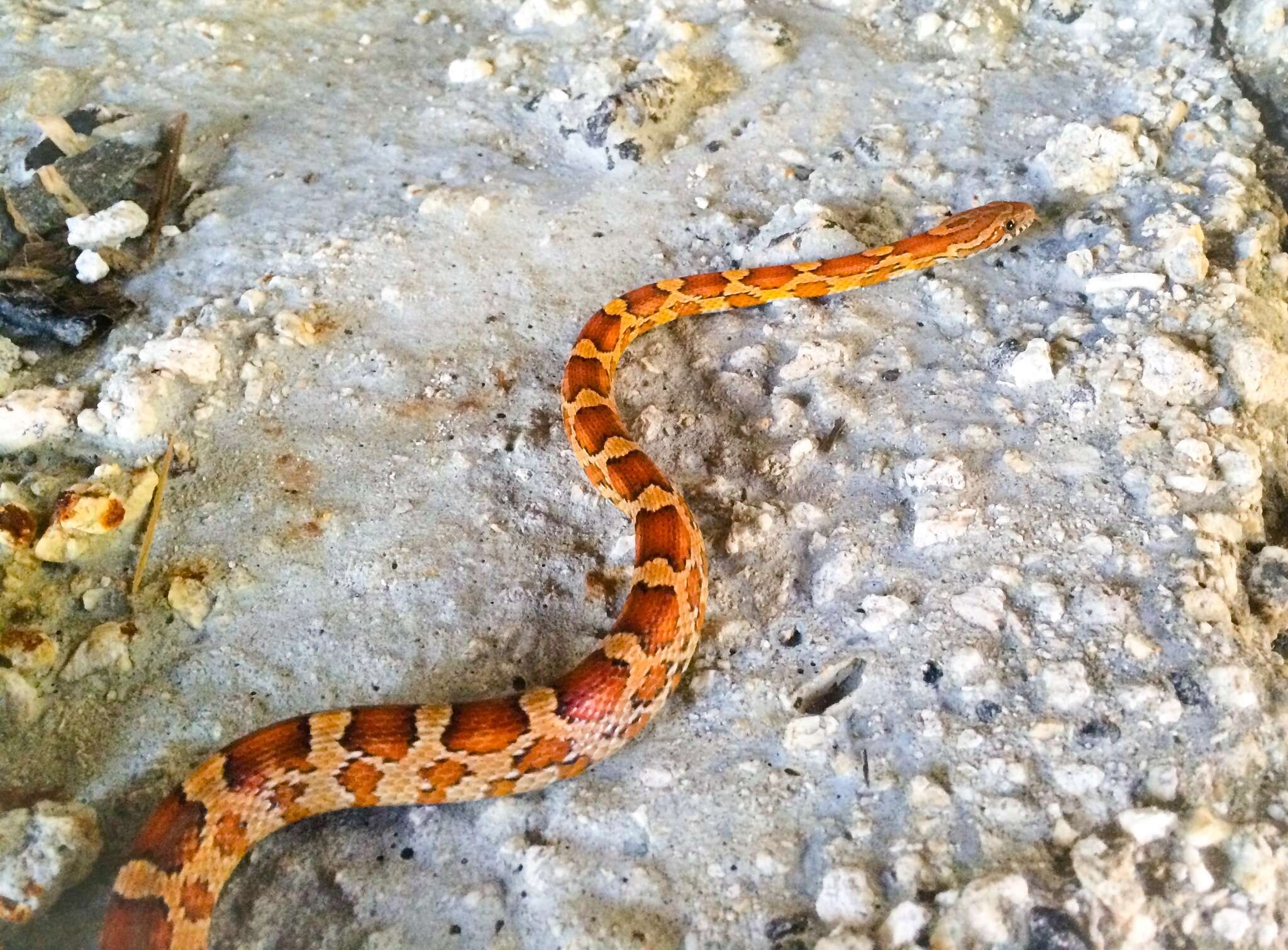 Image of Corn Snake