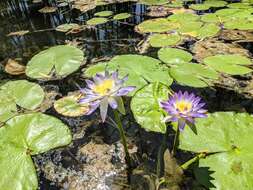 Imagem de Nymphaea violacea Lehm.