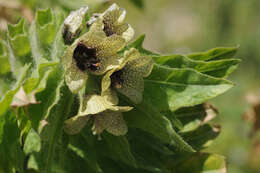 Image of black henbane