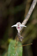 Image of Pleurothallis eumecocaulon Schltr.