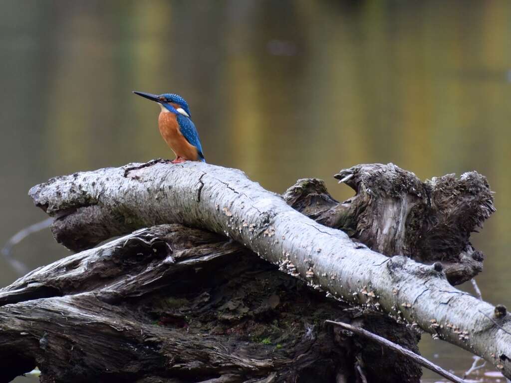 Image of Alcedo Linnaeus 1758