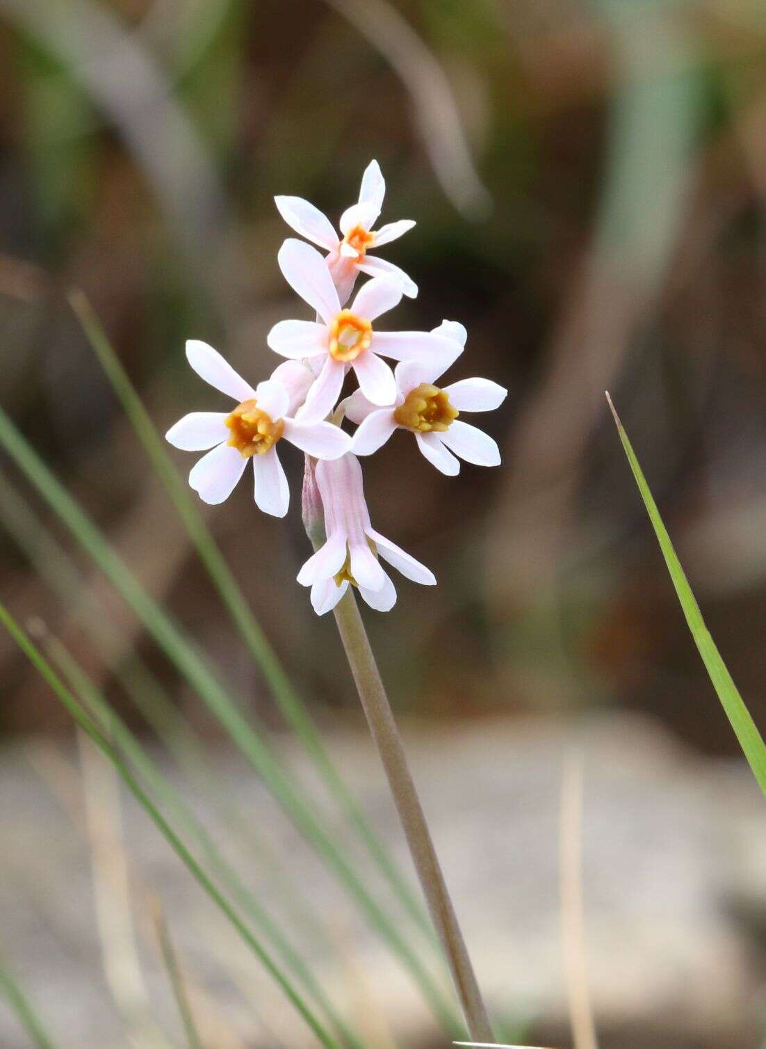 Image of Tulbaghia natalensis Baker