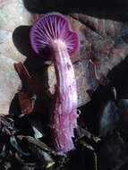 Image of Western Amethyst Deceiver