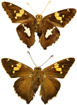 Image of Silver-spotted Skipper