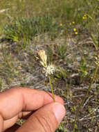 Image of western false asphodel