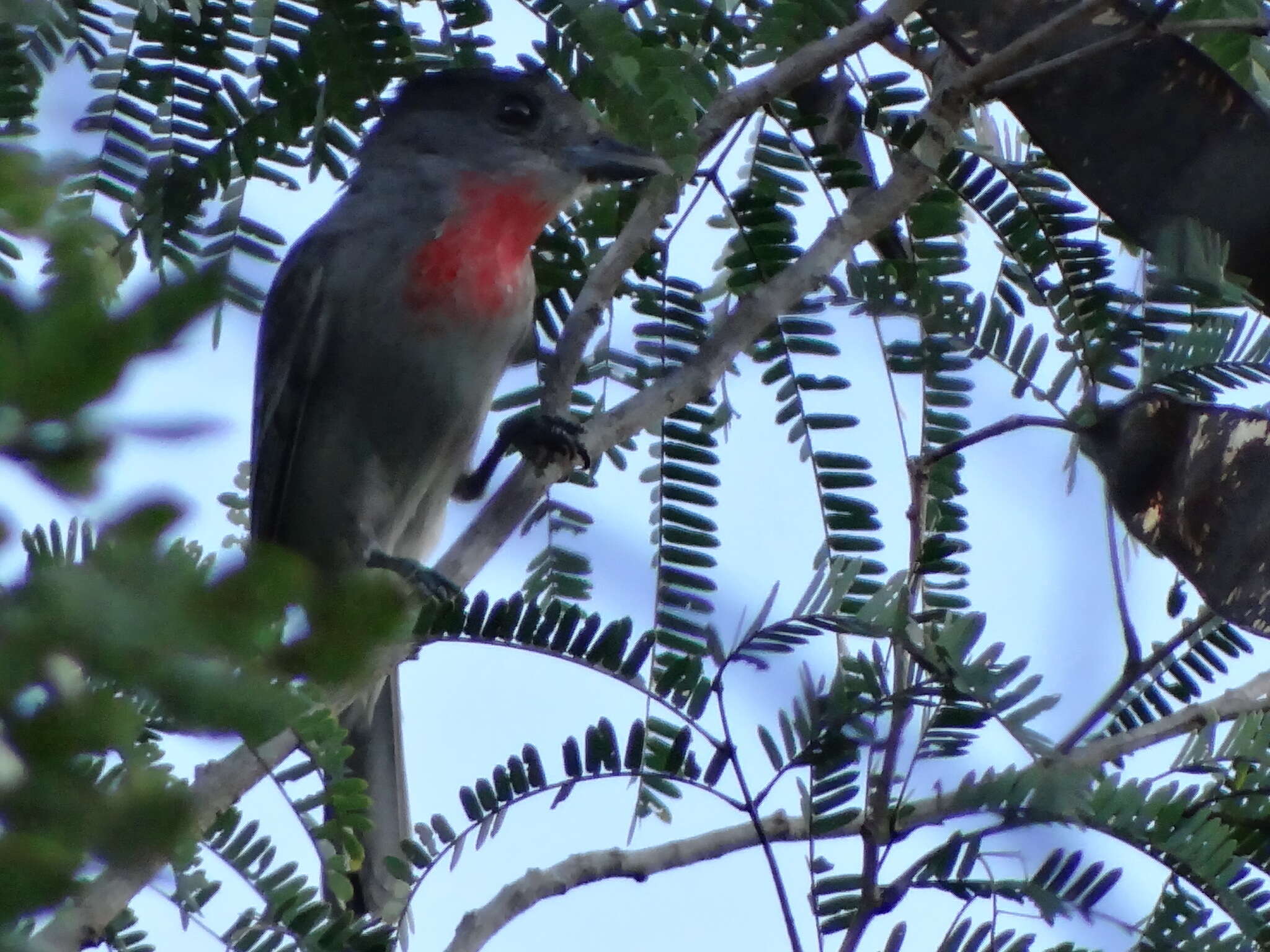 Pachyramphus aglaiae (Lafresnaye 1839) resmi