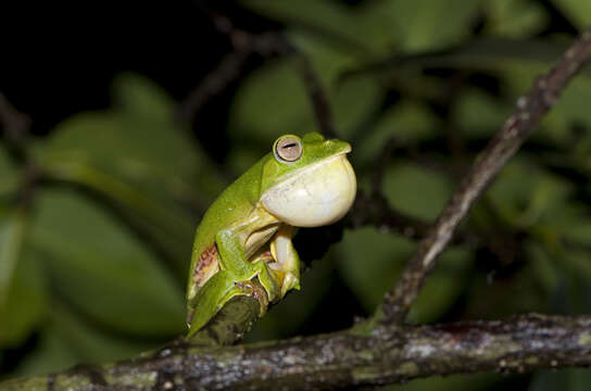 Image of Malabar Gliding Frog