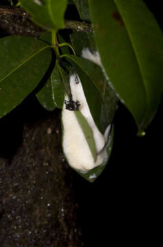 Image of Malabar Gliding Frog