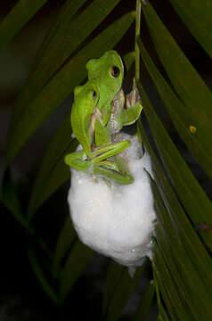 Image of Malabar Gliding Frog