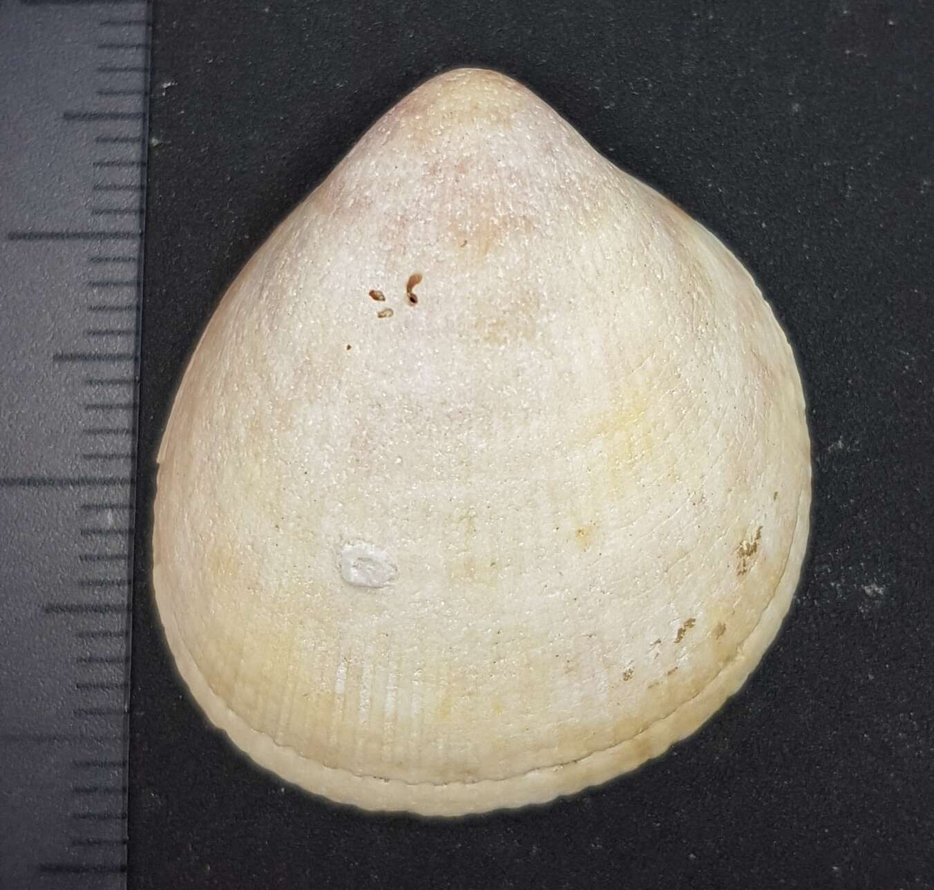 Image of Norway cockle