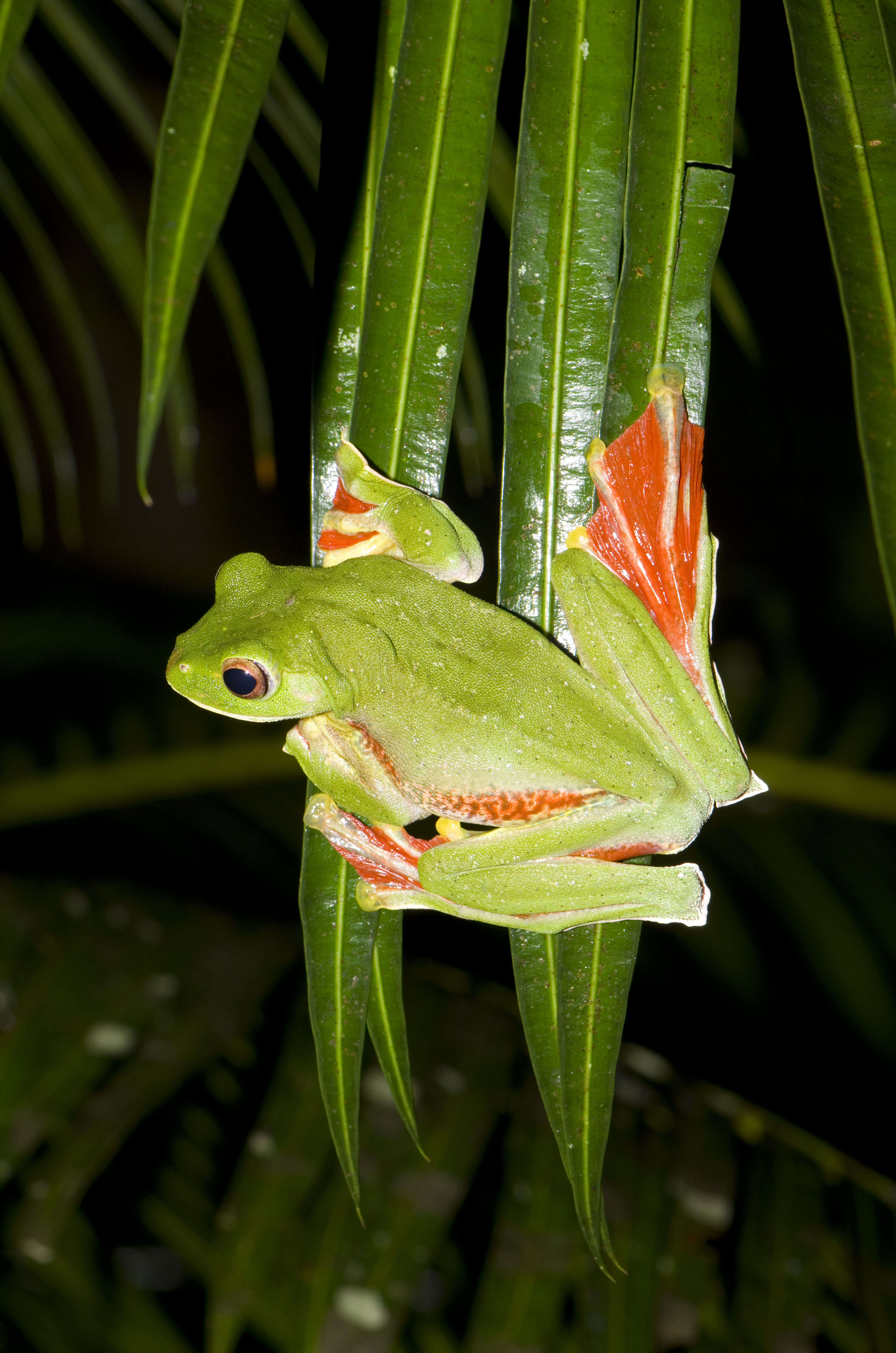 Image of Malabar Gliding Frog