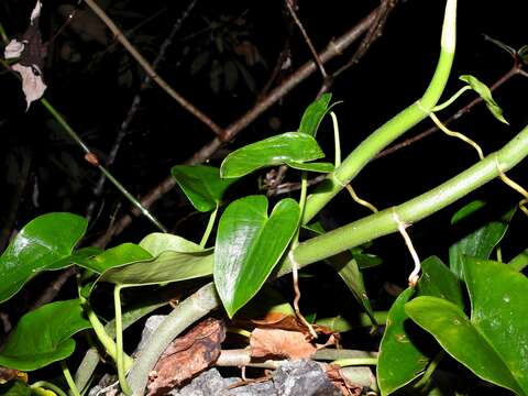 Philodendron jacquinii Schott的圖片