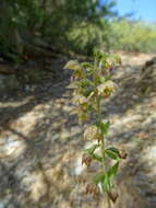 Image of Epipactis lusitanica D. Tyteca