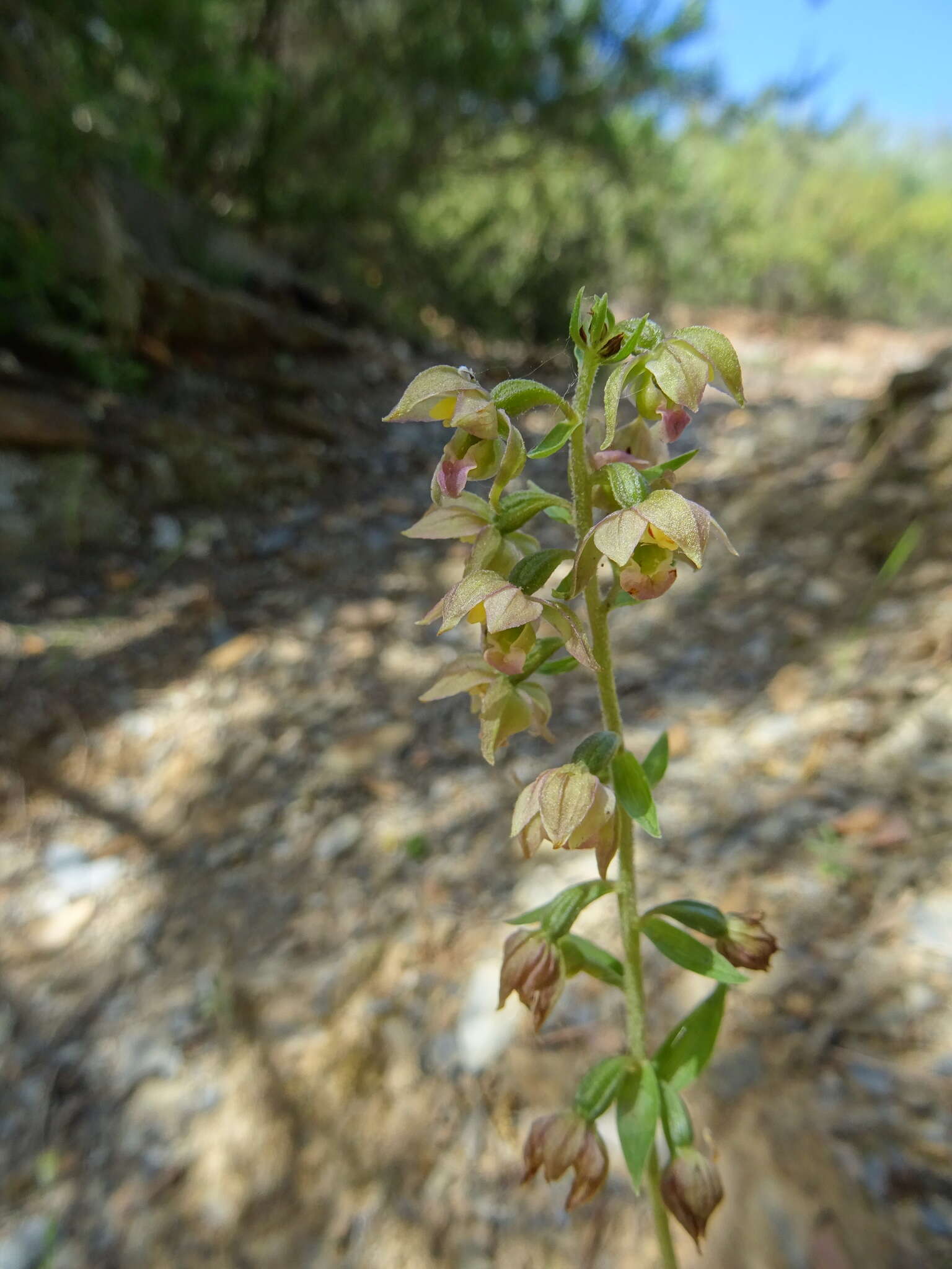 Image of Epipactis lusitanica D. Tyteca