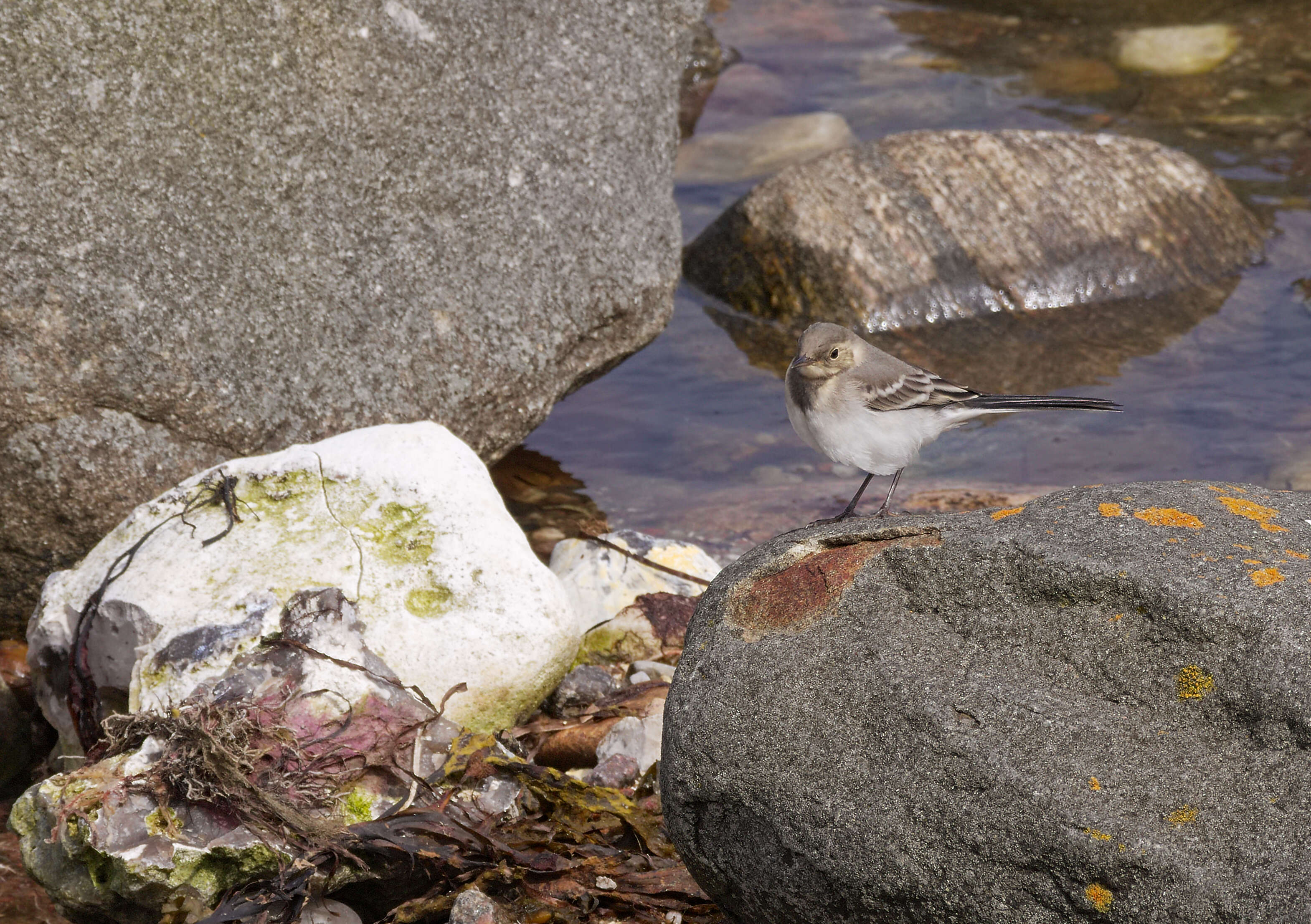 Image of Pied Wagtail and White Wagtail