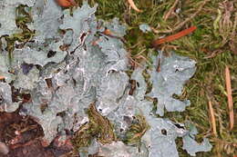 Image of Hammered shield lichen