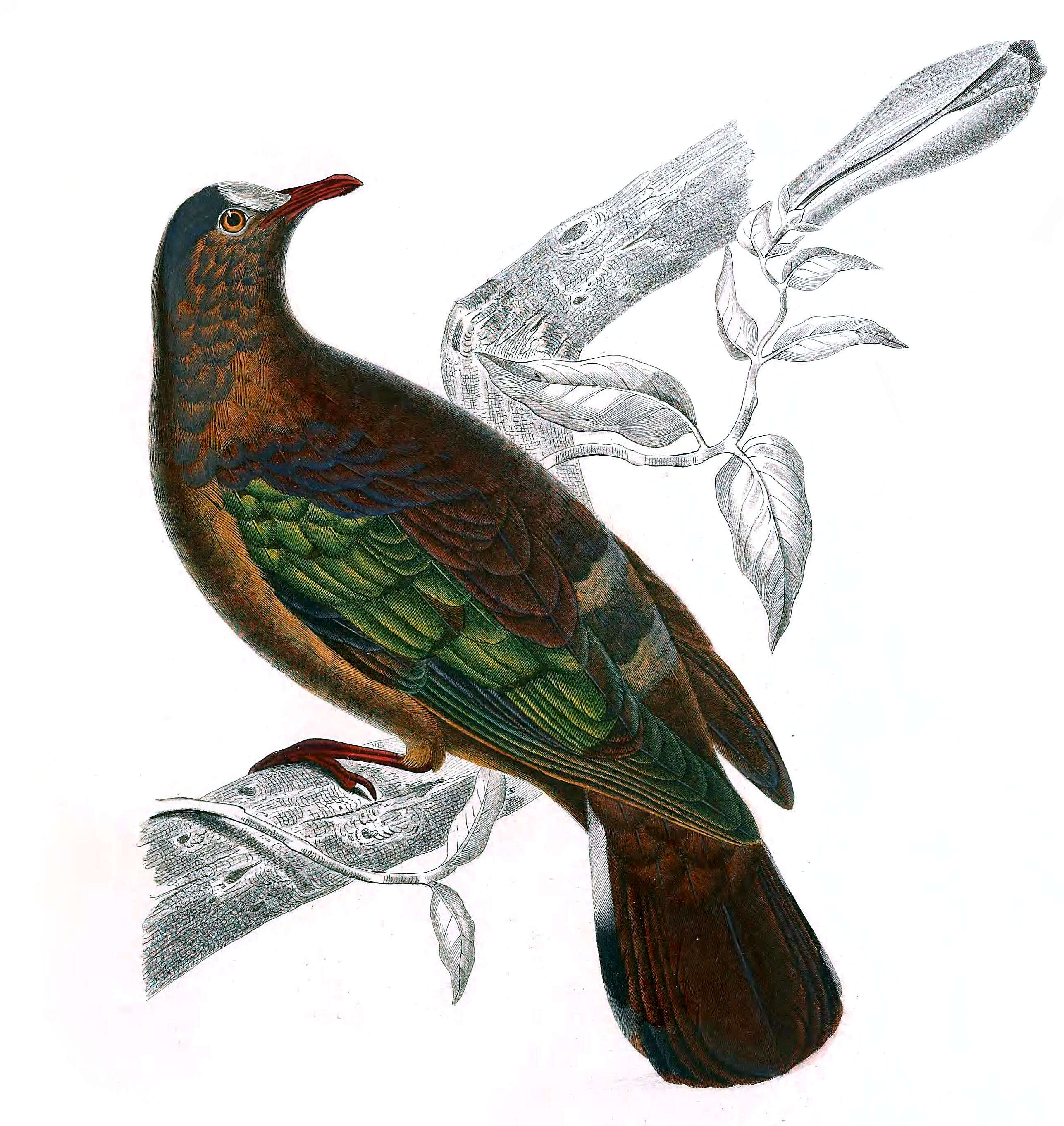 Image of Stephan's Dove