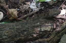 Image of Fiji Island Boa