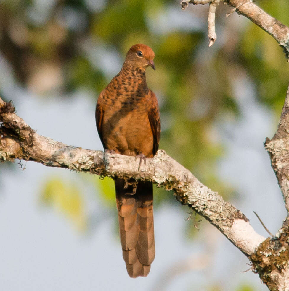 Image of Little Cuckoo Dove