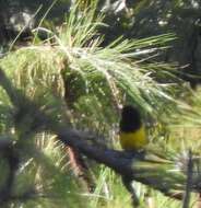 Sivun Icterus graduacauda nayaritensis Van Rossem 1938 kuva