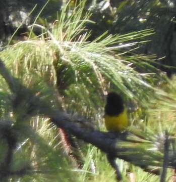 Sivun Icterus graduacauda nayaritensis Van Rossem 1938 kuva