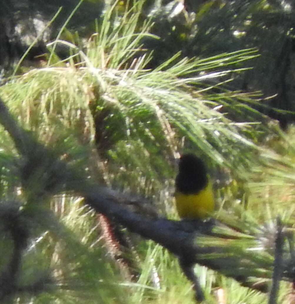 Imagem de Icterus graduacauda nayaritensis Van Rossem 1938