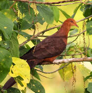 Image of doves