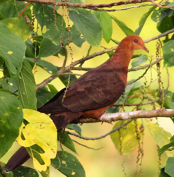 Image of doves