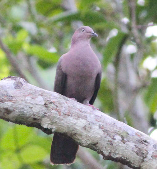 Image of Plumbeous Pigeon