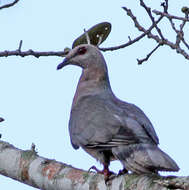 Image of Ring-tailed Pigeon