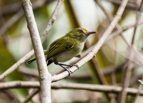 Hemitriccus nidipendulus (Wied-Neuwied 1831) resmi