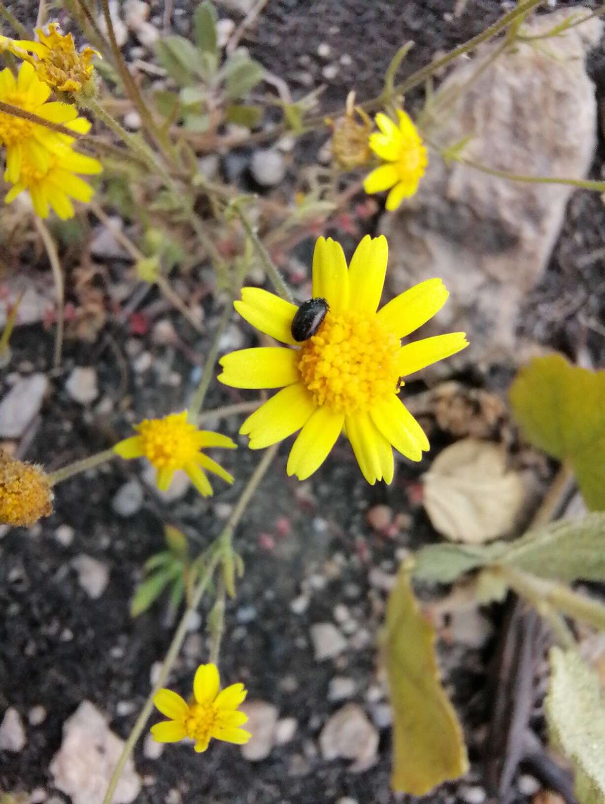 Lasthenia coronaria (Nutt.) Ornduff resmi