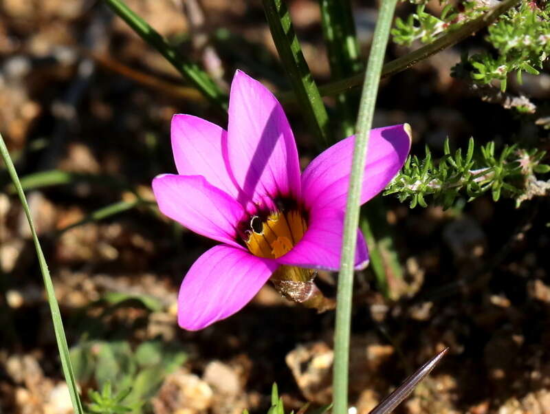 Image of rosy sandcrocus