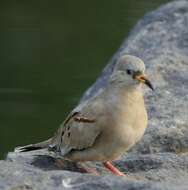 Image of Croaking Ground Dove