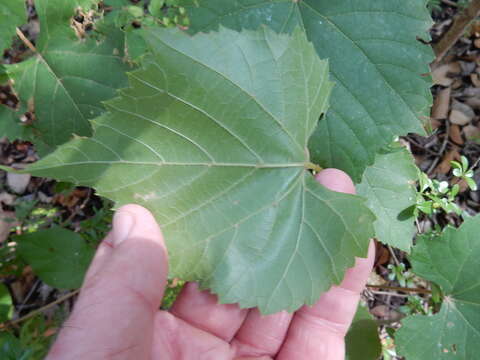 Image of graybark grape