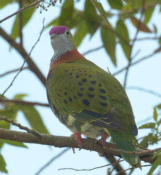 Image of Eastern Superb Fruit-dove