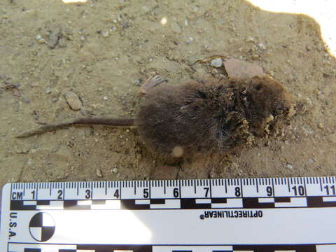 Image of Vagrant Shrew