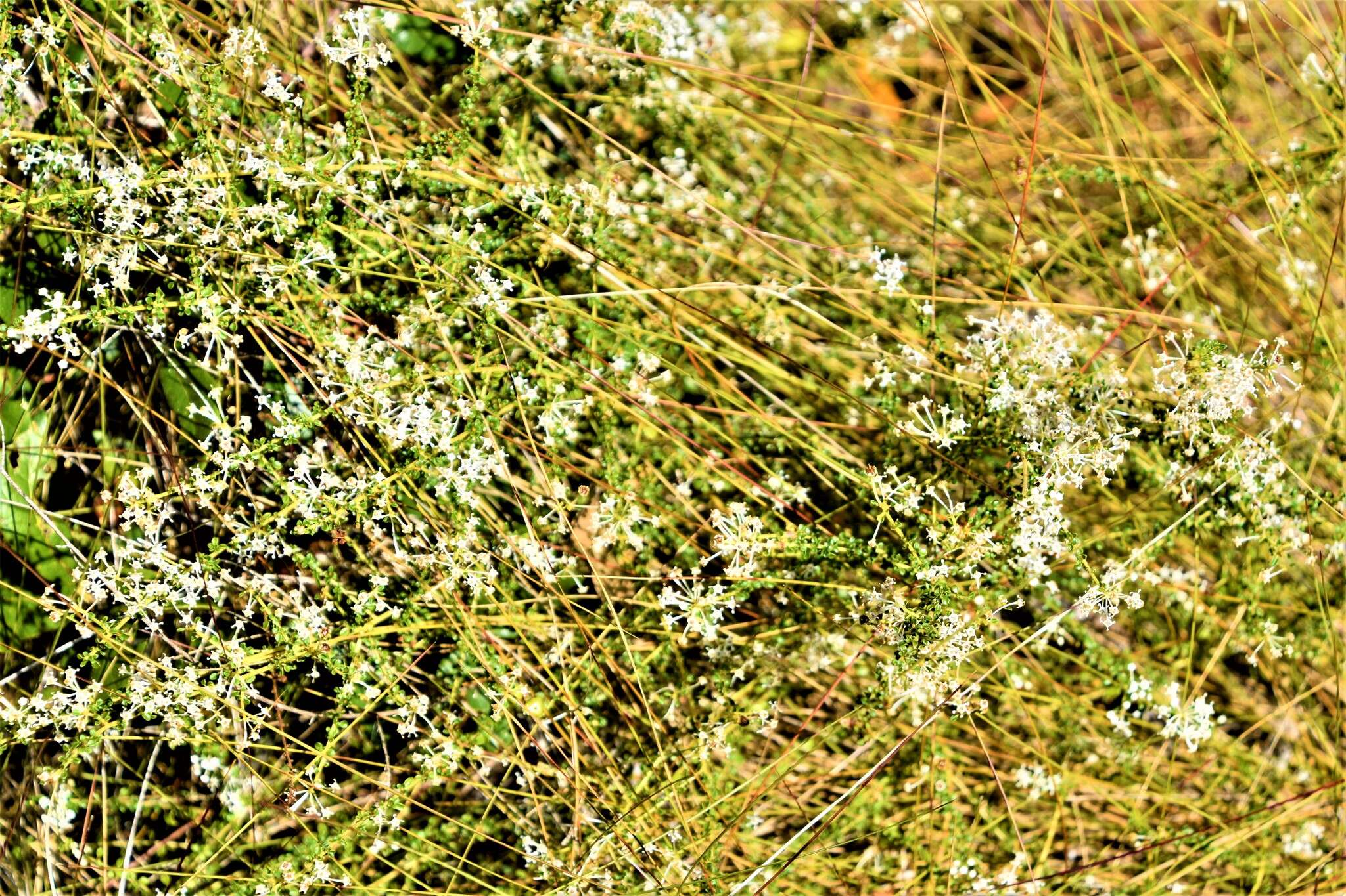 Image of littleleaf buckbrush