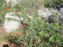 Image of Trans-Pecos morning-glory