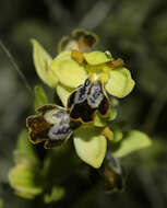 Image of Dark bee orchid