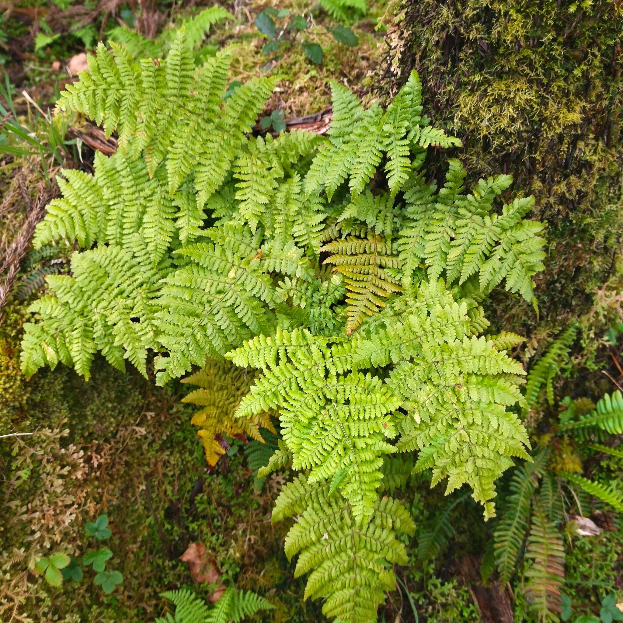 Image of Dryopteris intermedia subsp. azorica (Christ) Jermy