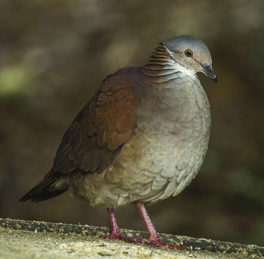 Image of White-throated Quail-Dove