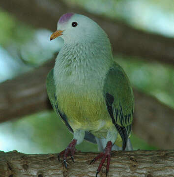 Image of Atoll Fruit Dove