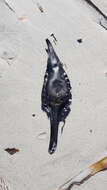 Image of Cape Elephantfish