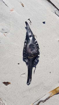 Image of Cape Elephantfish