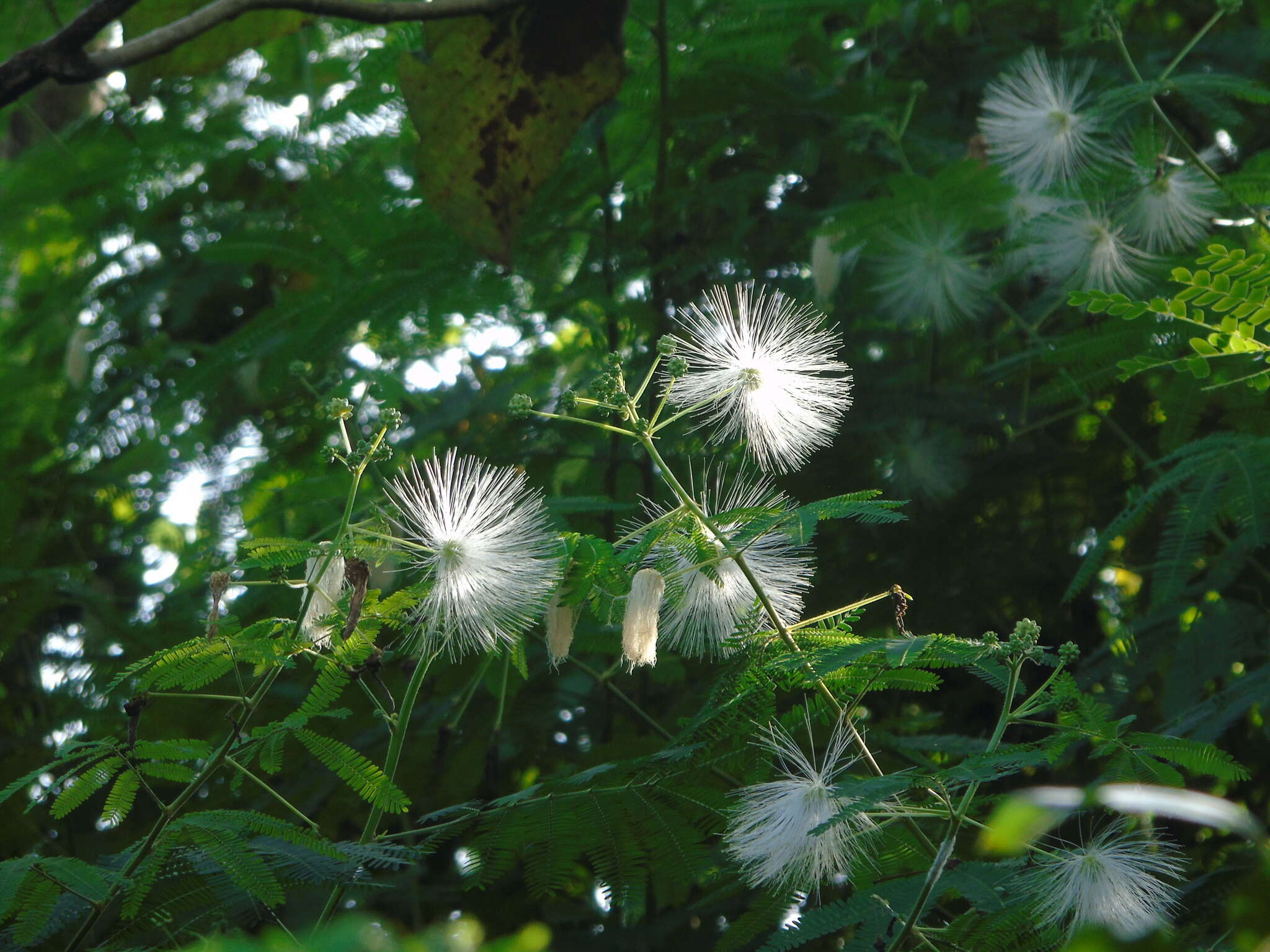 Image of White shuttlecock