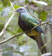 Image of Wompoo Fruit Dove