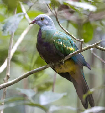 Image of Wompoo Fruit Dove