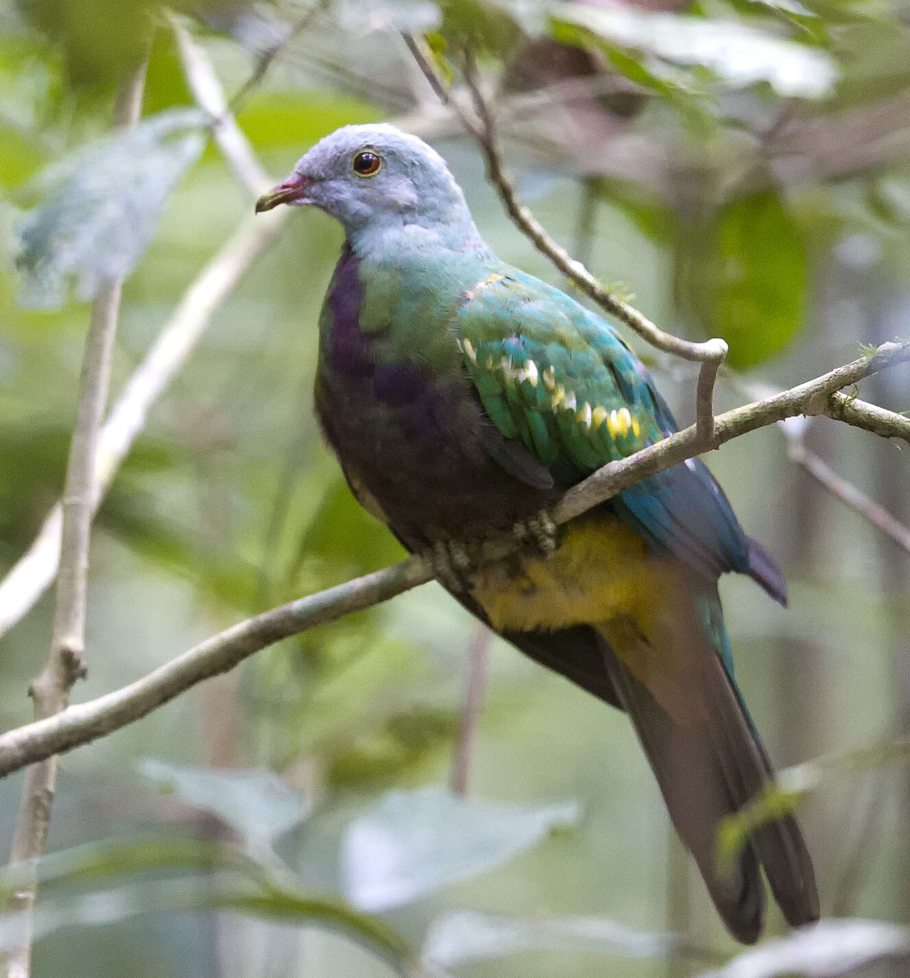 Image of Wompoo Fruit Dove
